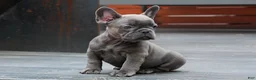 French Bulldog dogs for sale: Bentley Blue - Ad 3