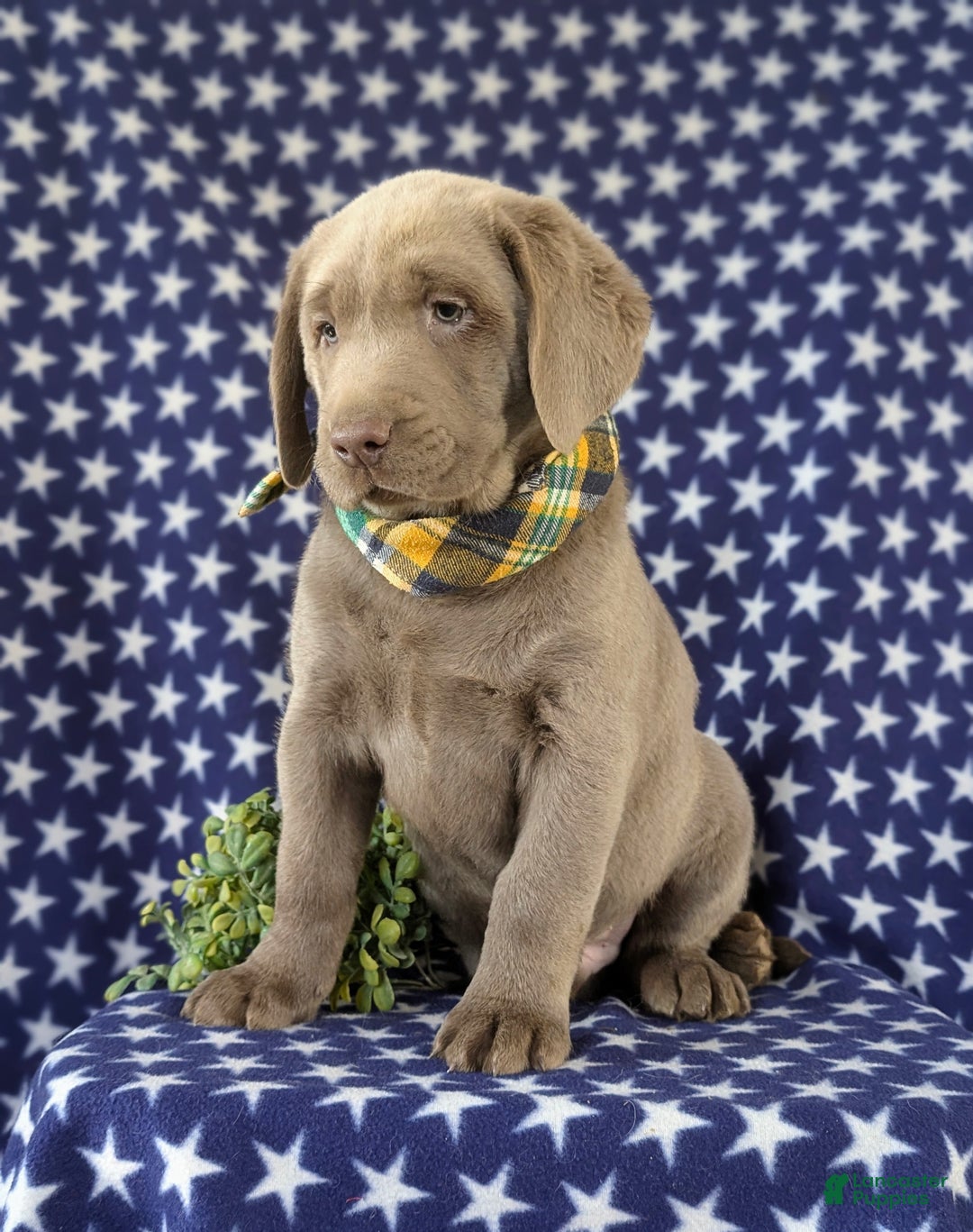 Labrador Retriever dogs for sale: Colson AKC Silver Lab - Ad 4