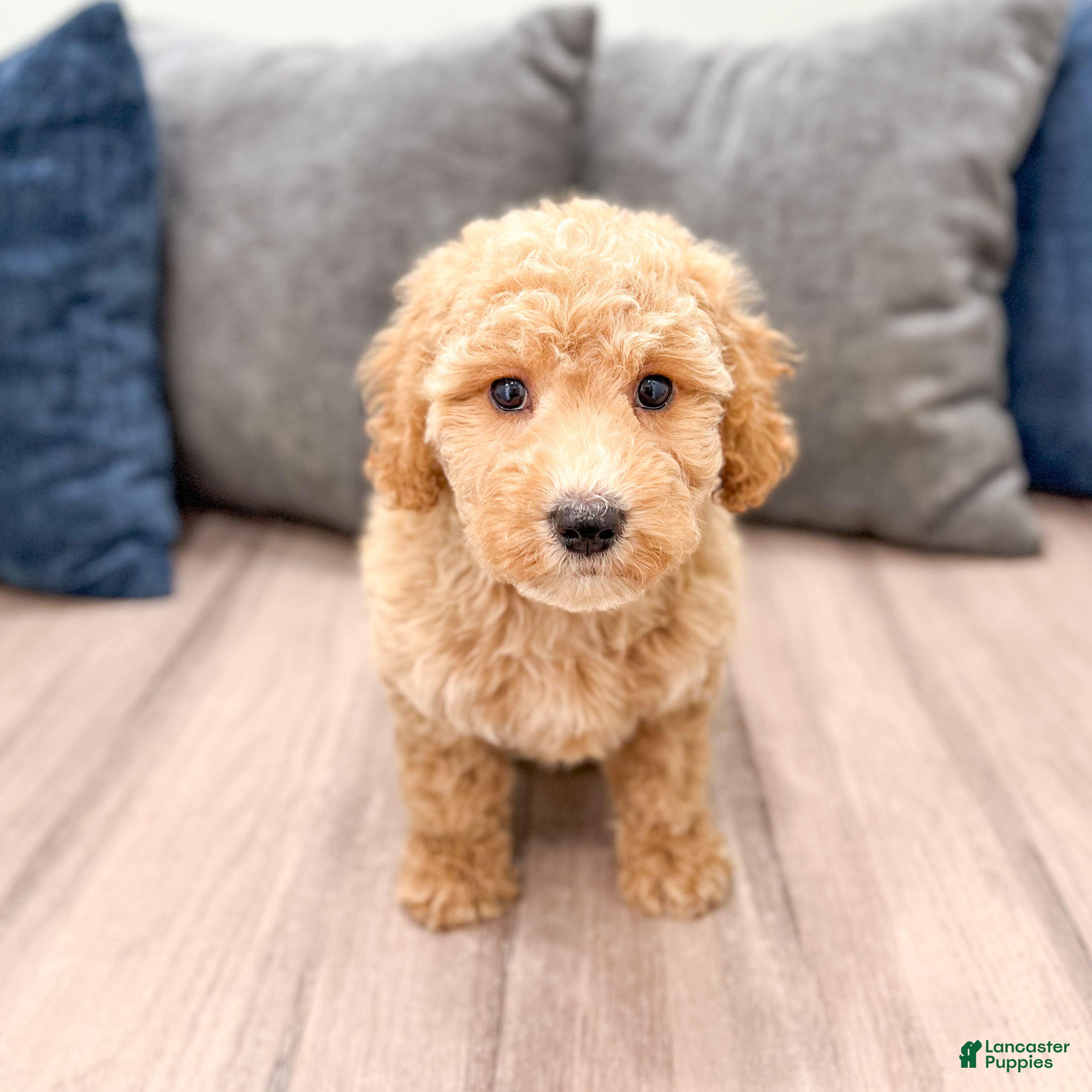 Miniature Labradoodle dogs Kelly - Ad 1