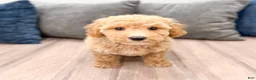 Miniature Labradoodle dogs for sale: Kelly - Ad 1