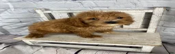 Cockapoo dogs for sale: Puck - Ad 7