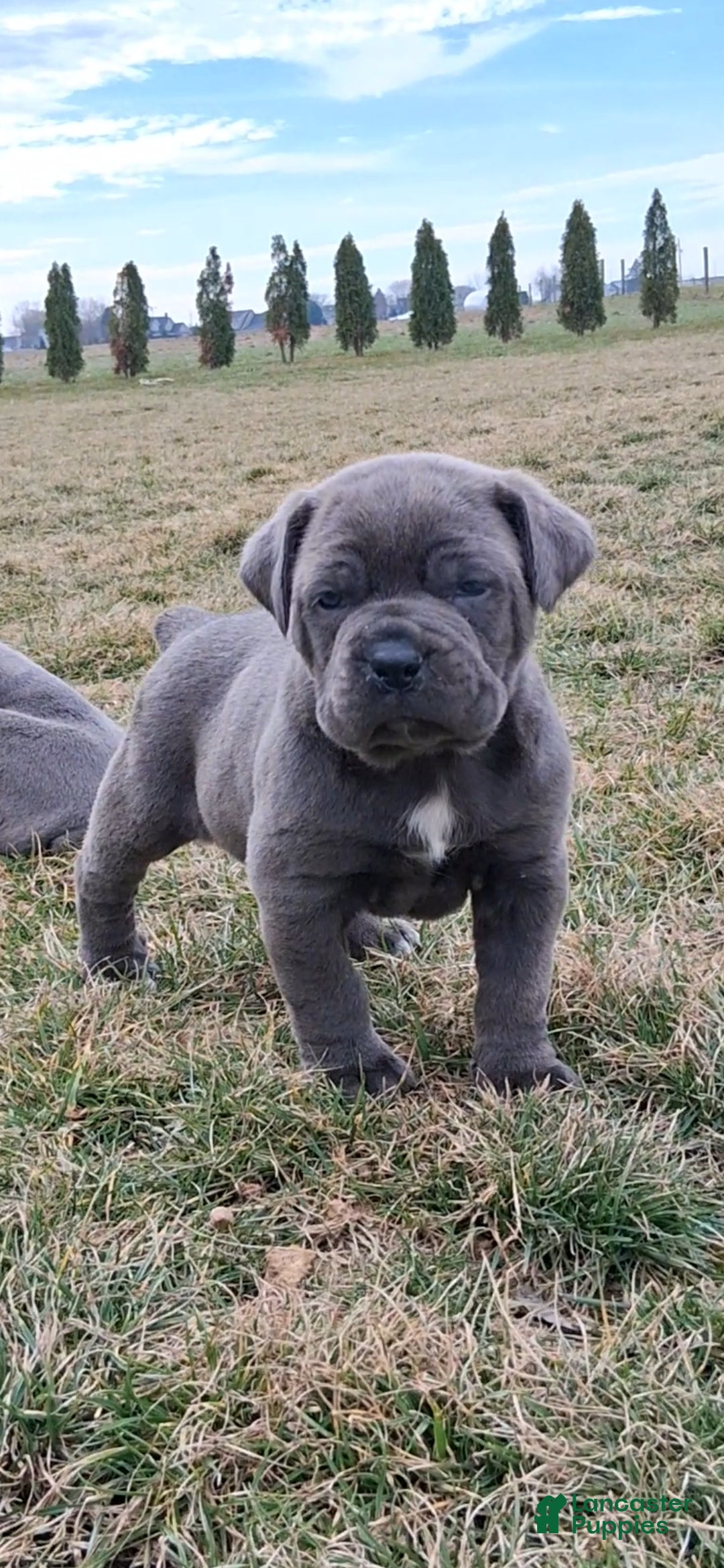 Cane Corso dogs Titan - Ad 1