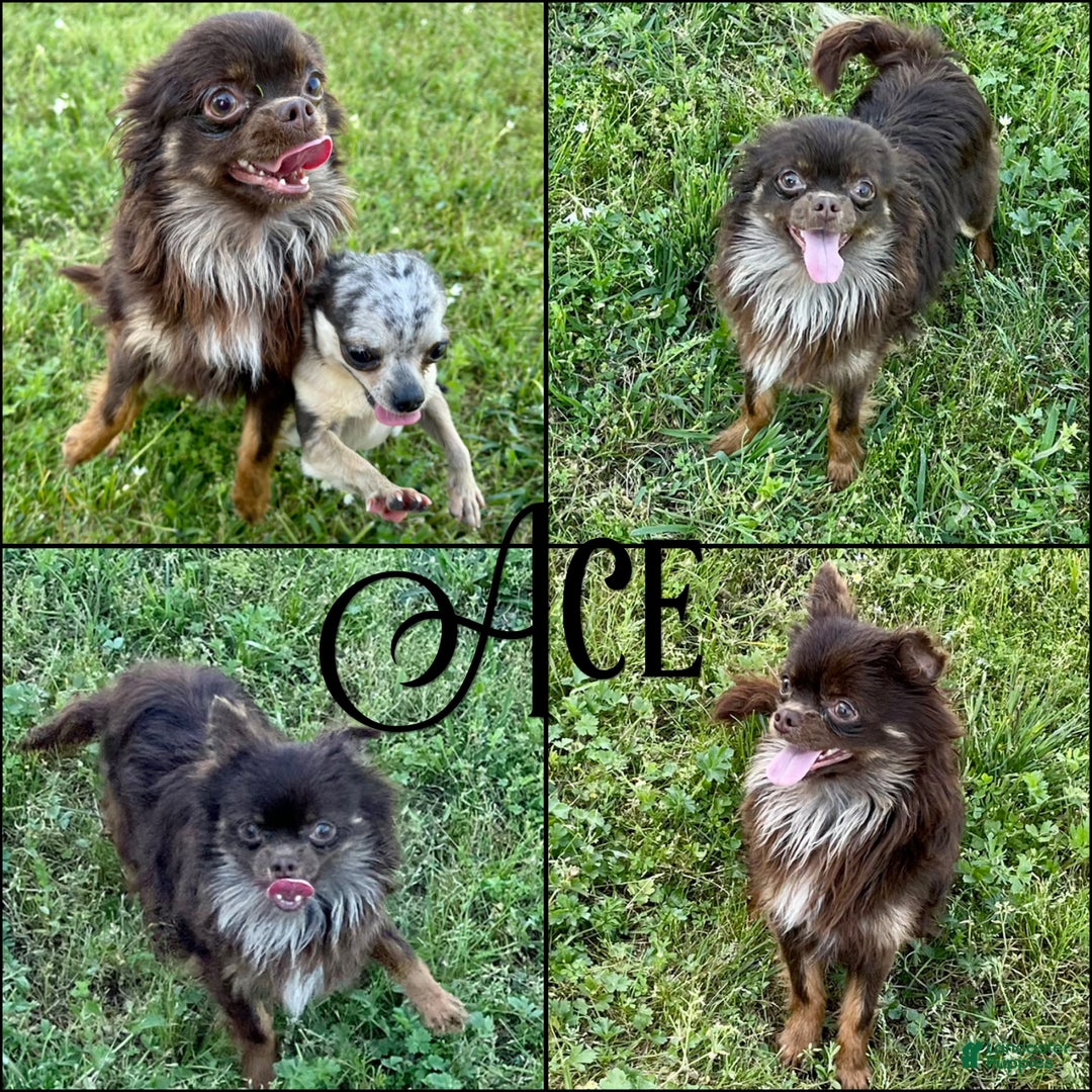 Chihuahua dogs for sale: Dagan Lavender Spotted LC - Ad 10