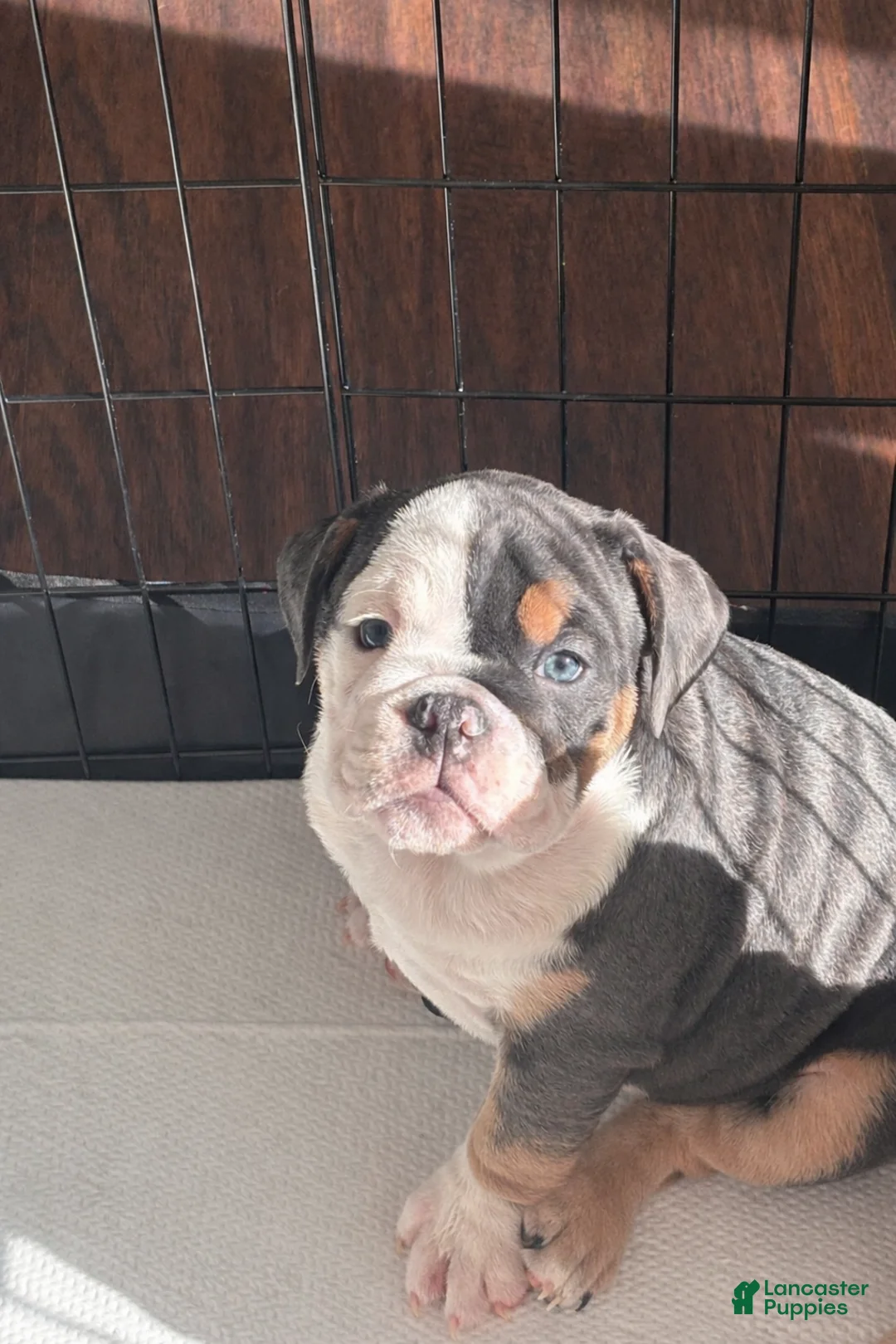 English Bulldog dogs for sale: Nani - Ad 1