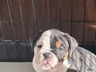 English Bulldog dogs Nani - Ad 20
