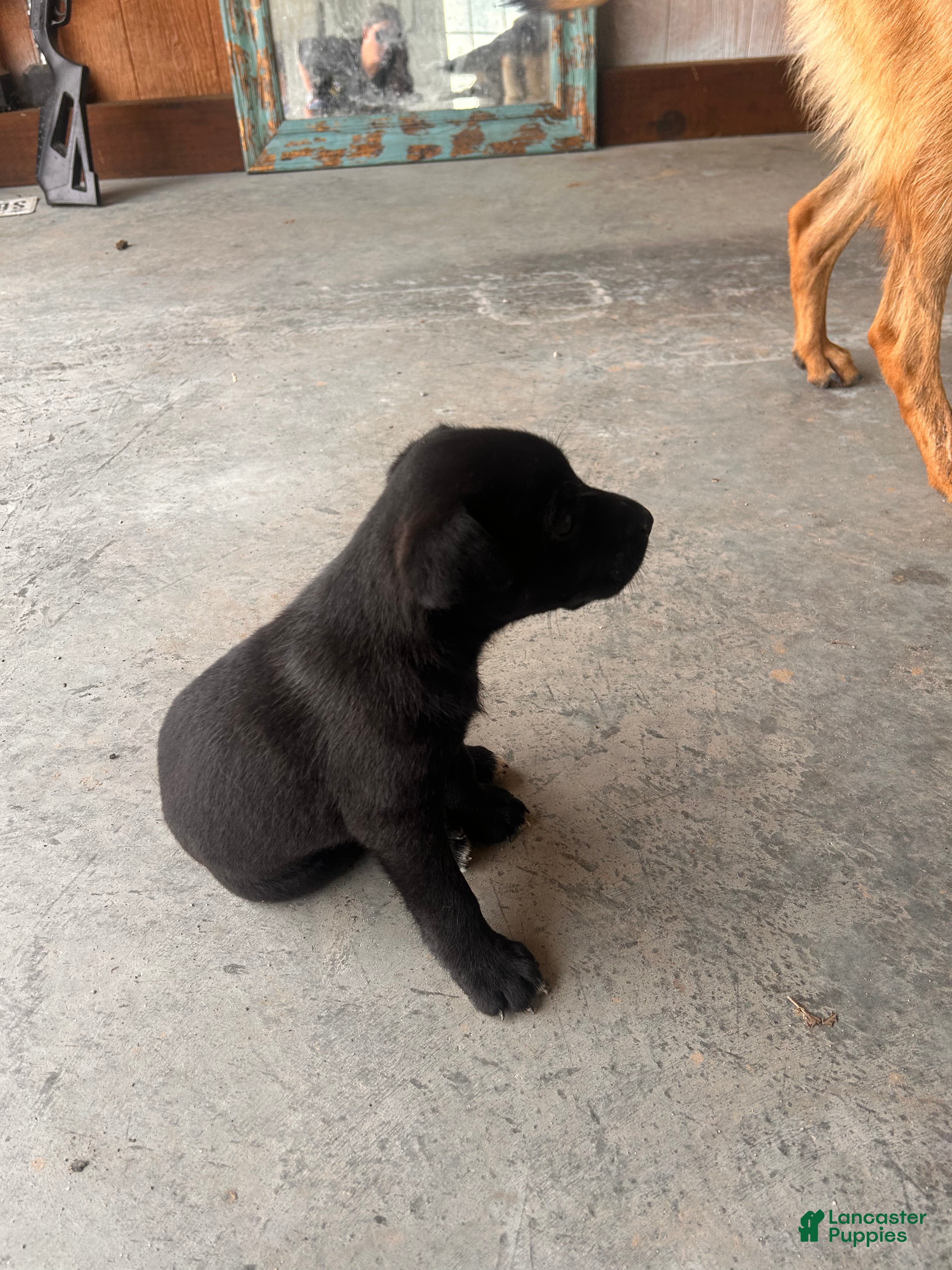 Mixed Breed dogs Mixed Breed Puppy 7 - Ad 1