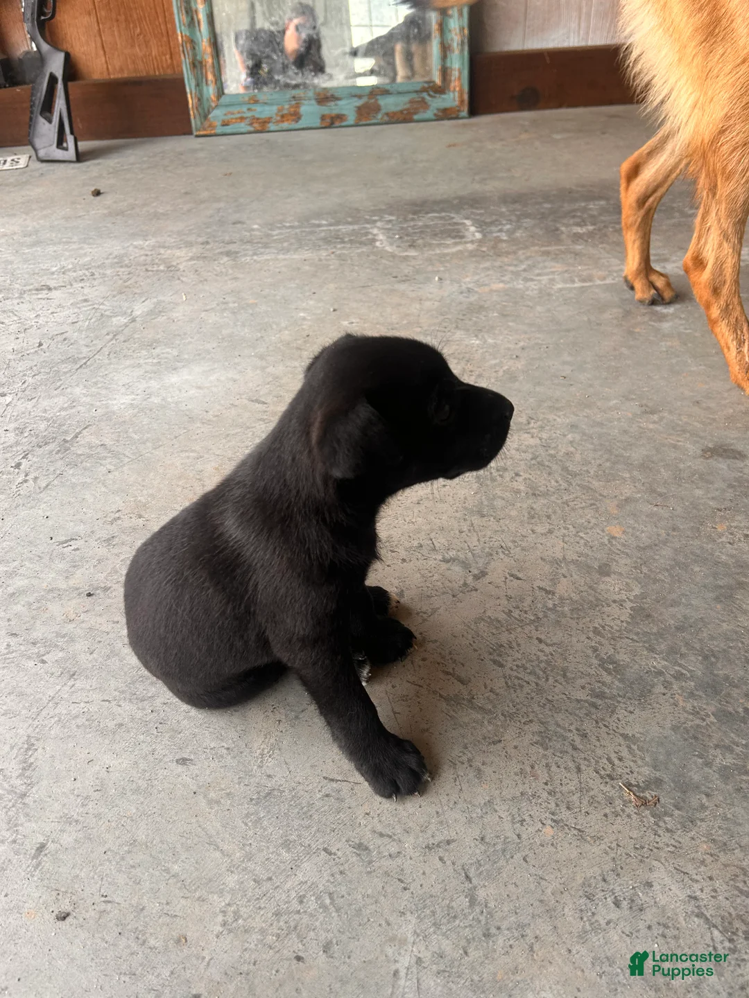 Mixed Breed dogs for sale: Mixed Breed Puppy 7 - Ad 1