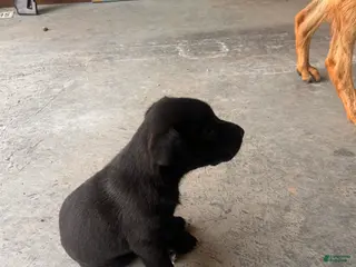 Mixed Breed dogs for sale: Mixed Breed Puppy 7 - Ad 1