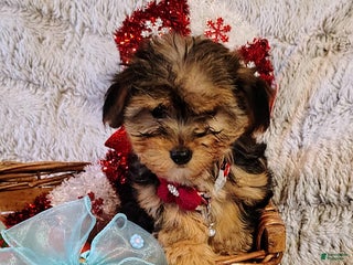 Yorkiepoo dogs Nova - Ad 23
