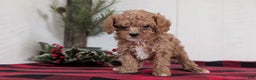 Cavapoo dogs for sale: Dakota  - Ad 12