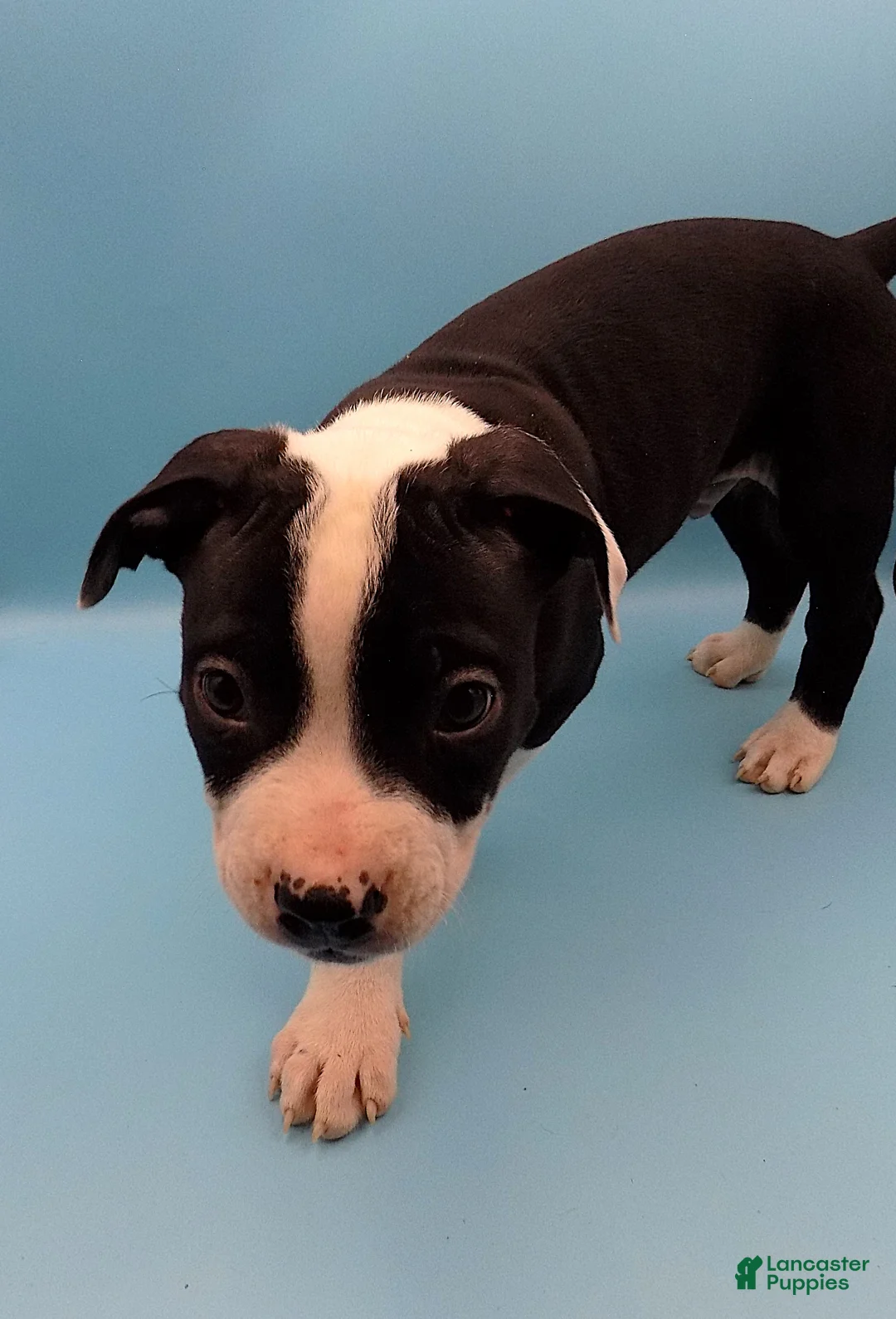 Mixed Breed dogs for sale: Po  - Ad 5