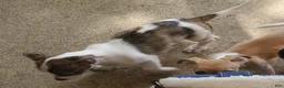 Chiweenie dogs for sale: Piggy - Ad 8