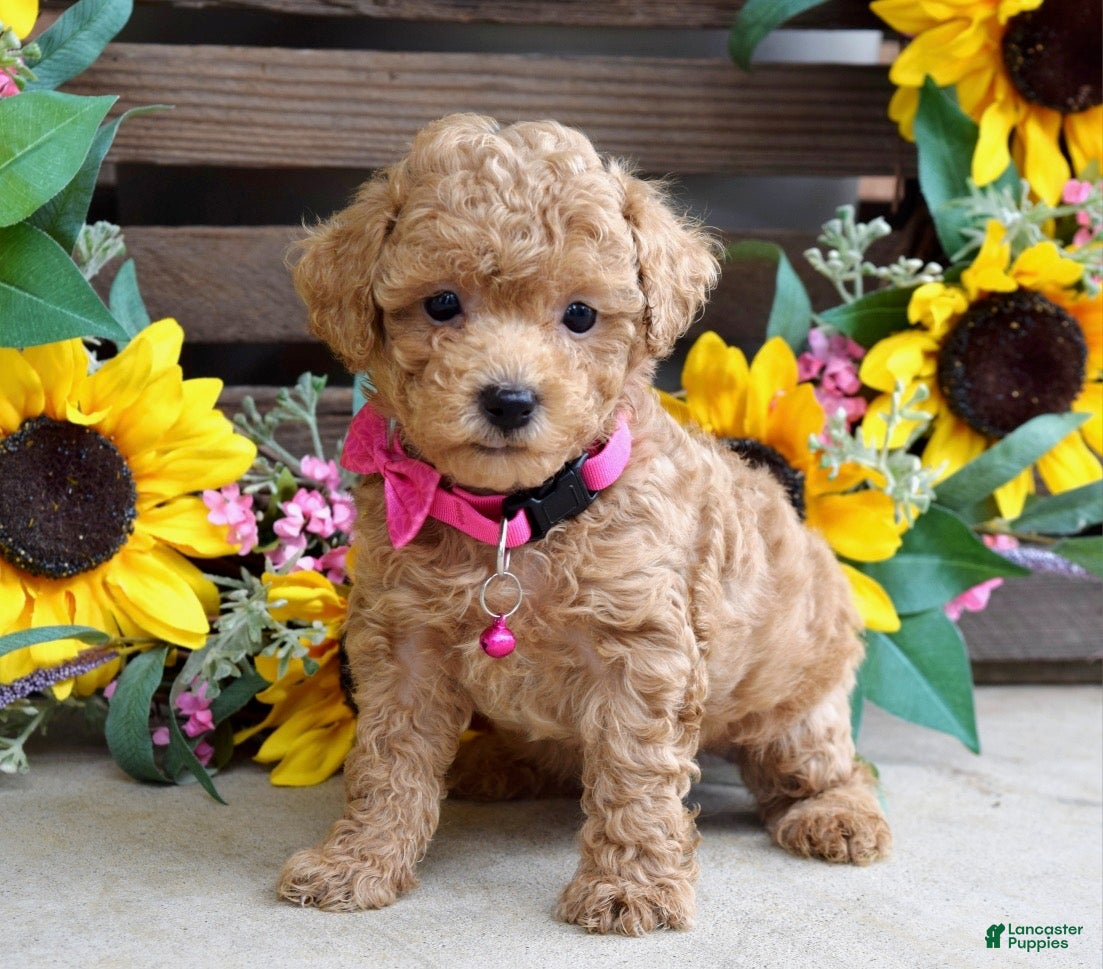 Mixed Breed dogs Patty - Ad 2