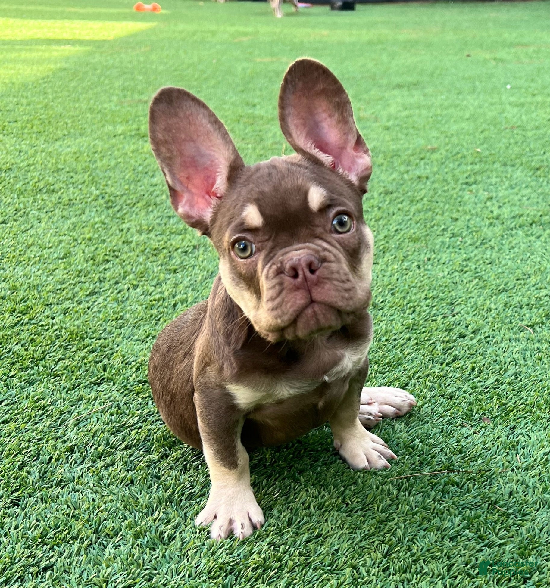 French Bulldog dogs Tucker - Ad 36