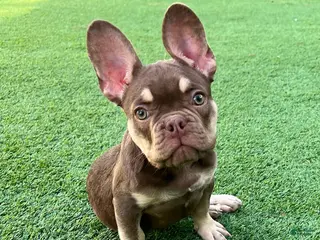 French Bulldog dogs Tucker - Ad 36