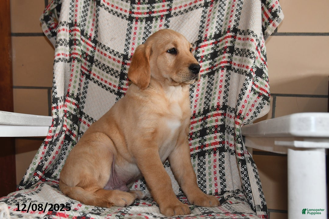 Labrador Retriever dogs for sale: Hunter - Ad 4
