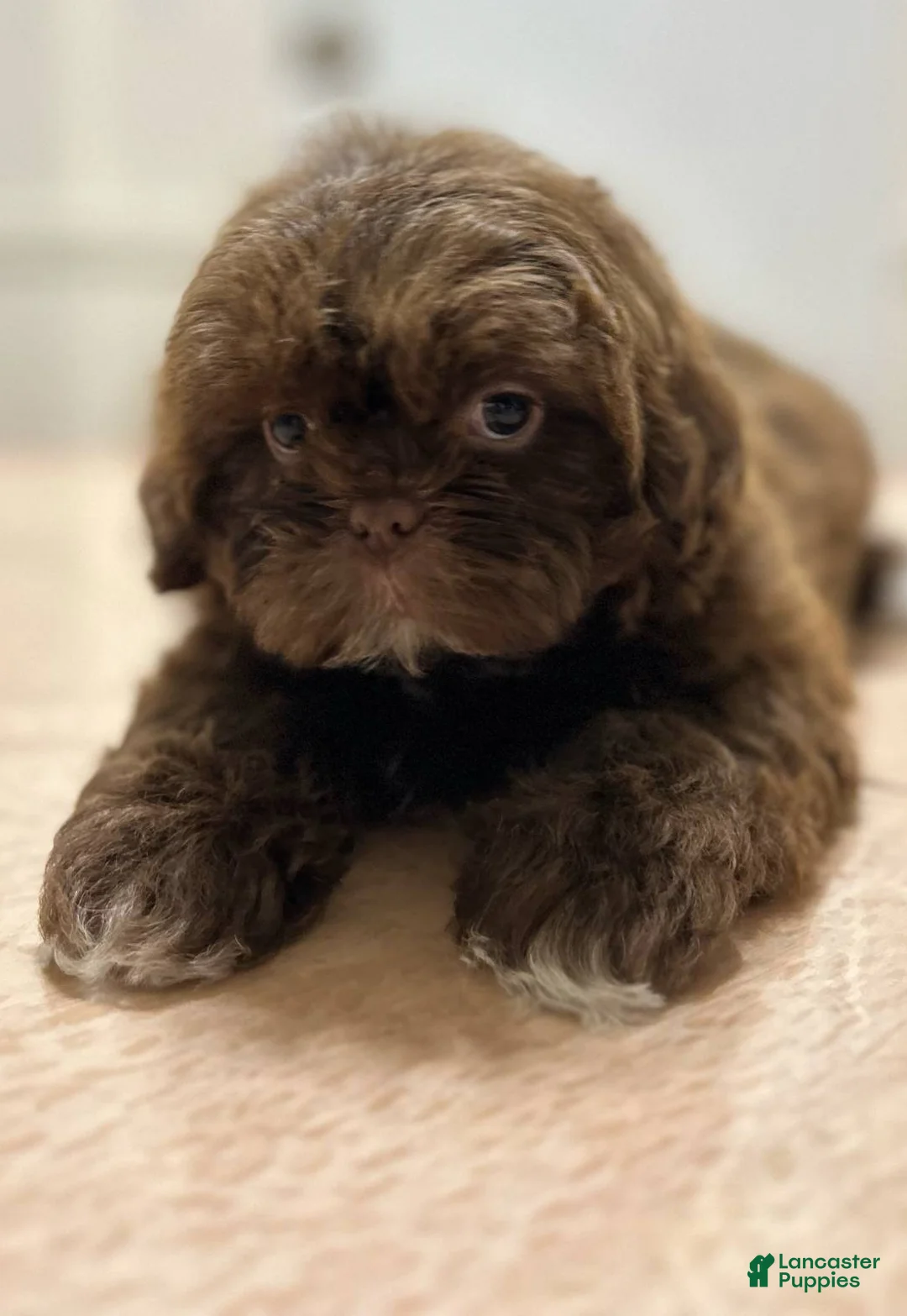 Shih Tzu dogs for sale: Toby - Ad 1