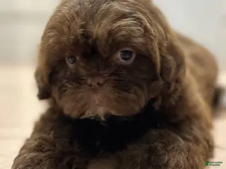 Shih Tzu dogs Toby - Ad 35