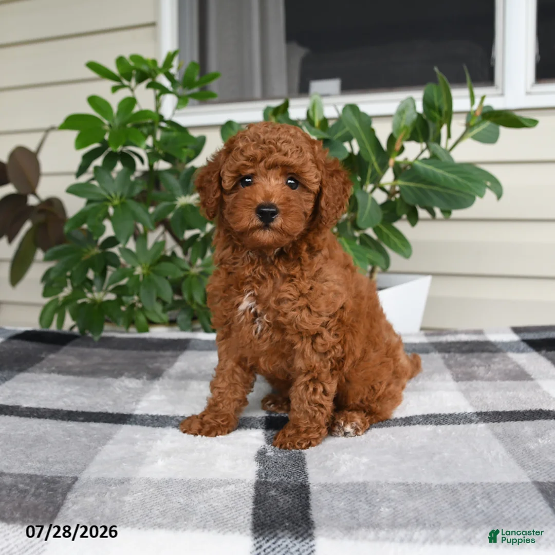 Miniature Poodle dogs for sale: Waylon - Ad 1