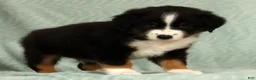 Australian Shepherd dogs for sale: Charlie - Ad 9