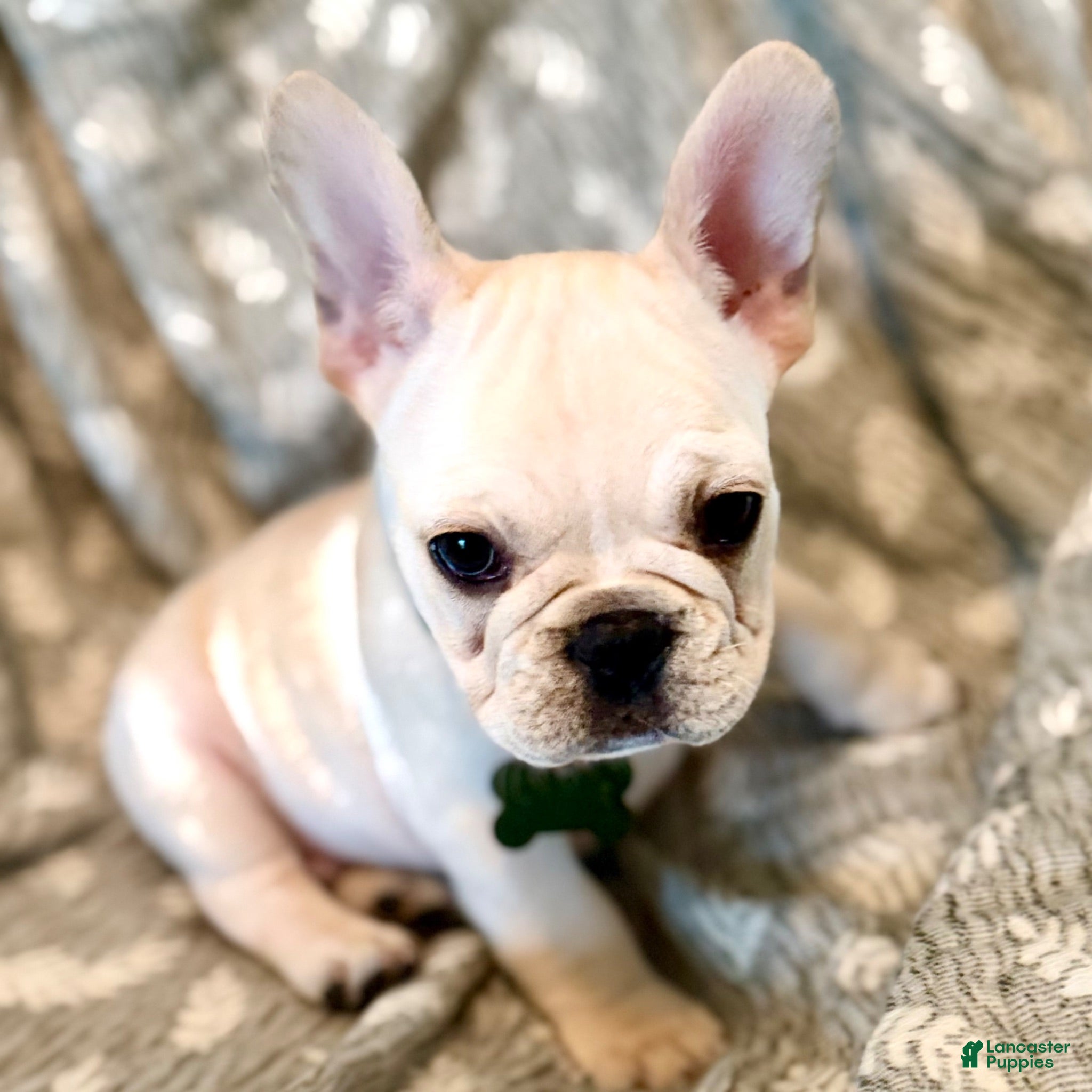 French Bulldog dogs Cuddly buddy- fluffy gene - Ad 37