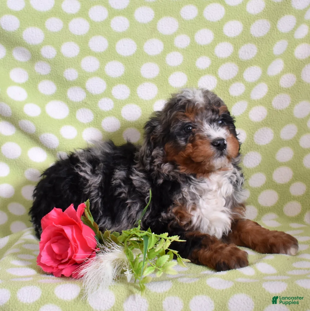 Bernedoodle dogs for sale: Gadget  - Ad 5