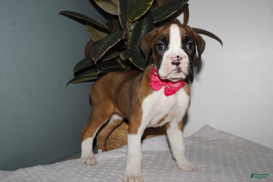 Boxer dogs for sale: Boxer Puppy 1 - Ad 4