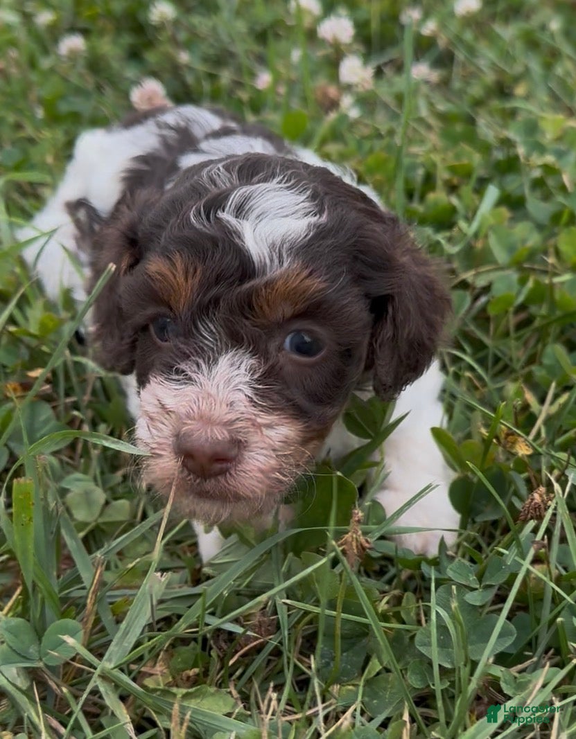 Miniature Poodle dogs Precious - Ad 16