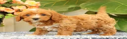 Cavapoo dogs for sale: Anthony - Ad 7