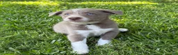 Border Collie dogs for sale: Lilac- short hair - Ad 5