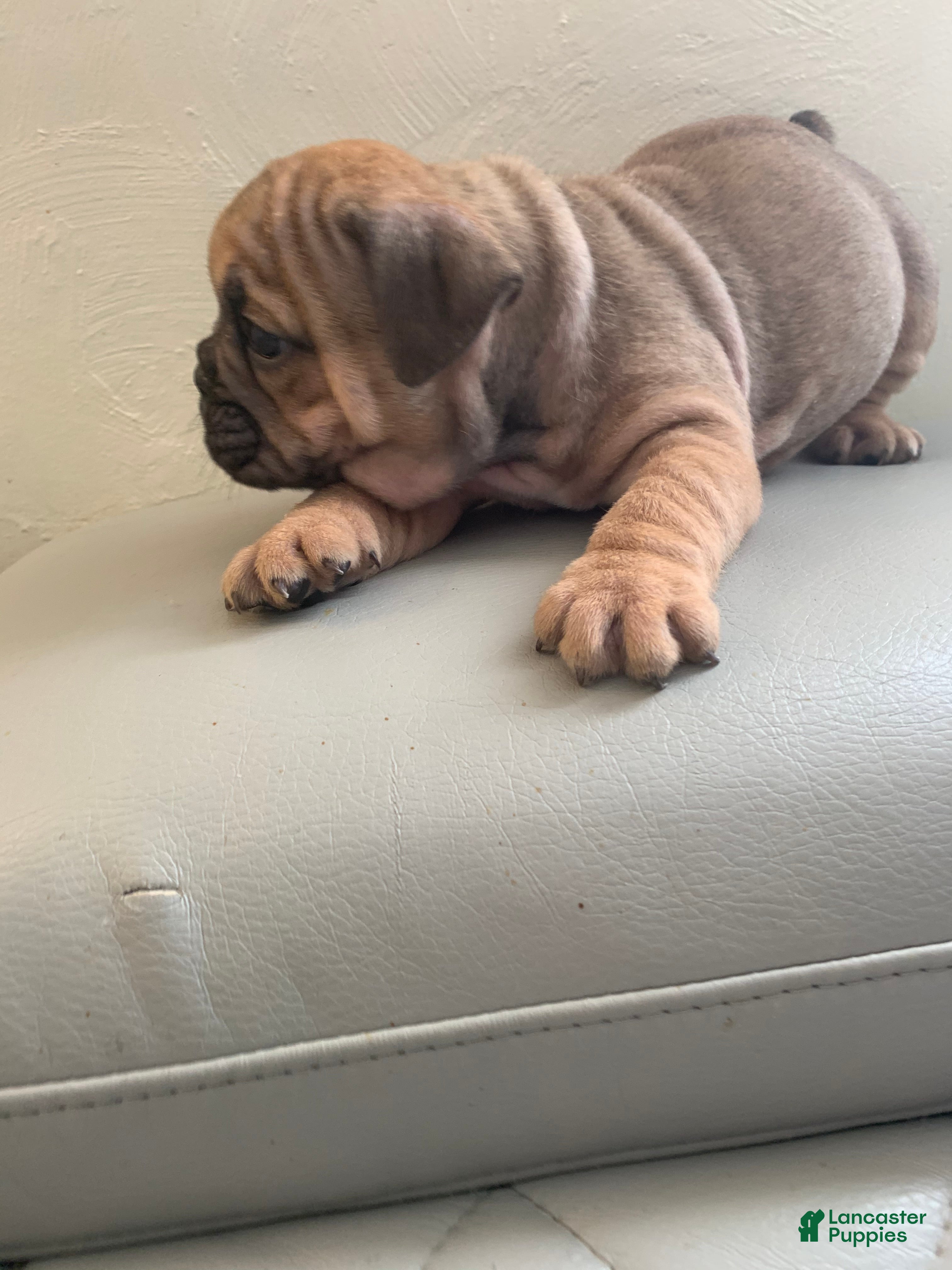 English Bulldog dogs English Bulldog 4 - Ad 29