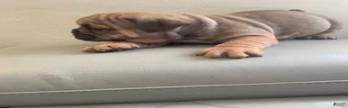 English Bulldog 4