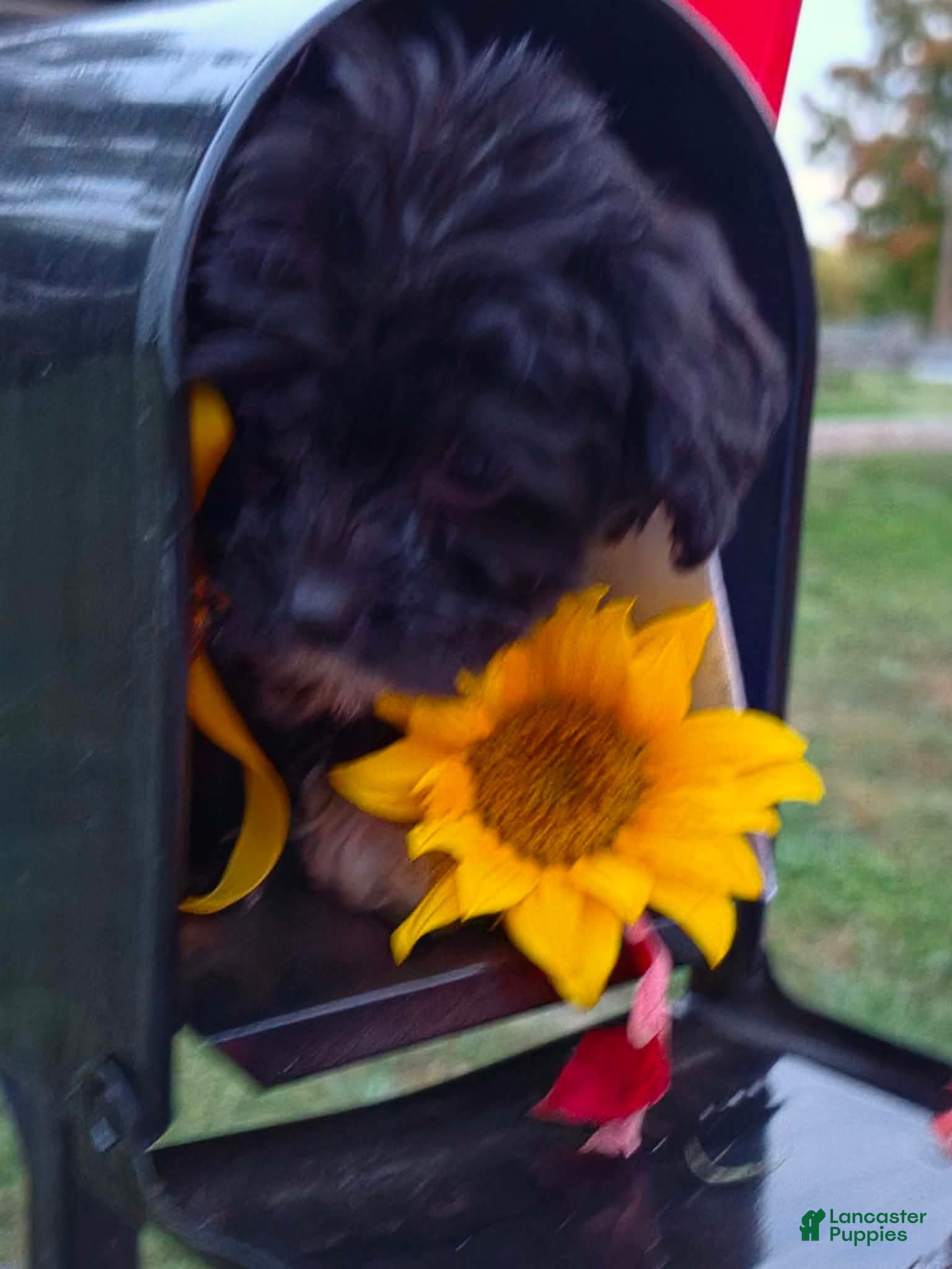 Captain (Yorkiepoo, Male) in Clare, MI