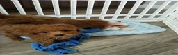 Toy Poodle dogs for sale: Toby - Ad 11