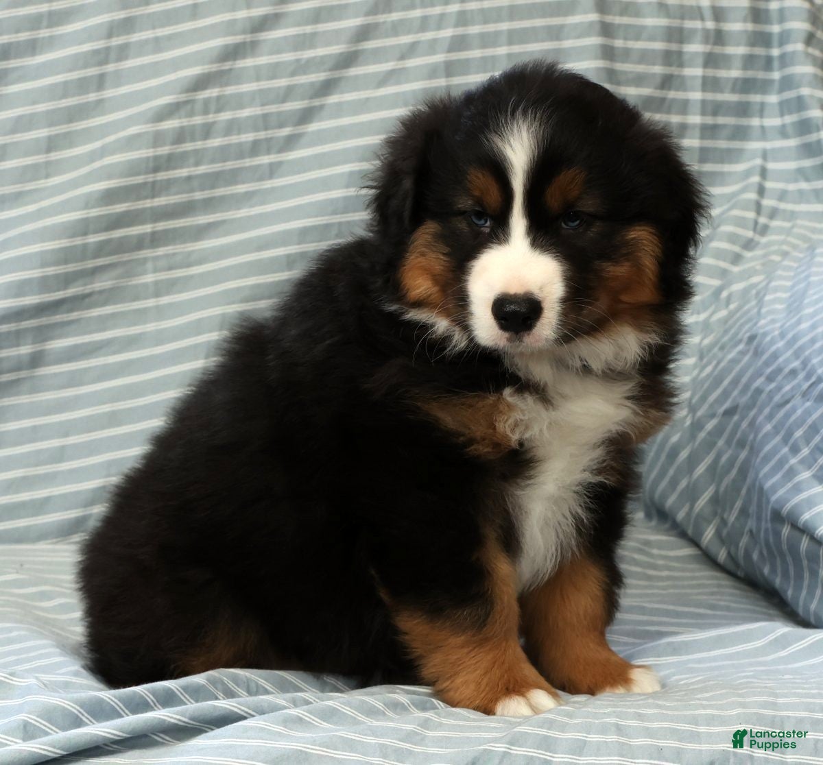 Australian Shepherd dogs for sale: Bear - Ad 8
