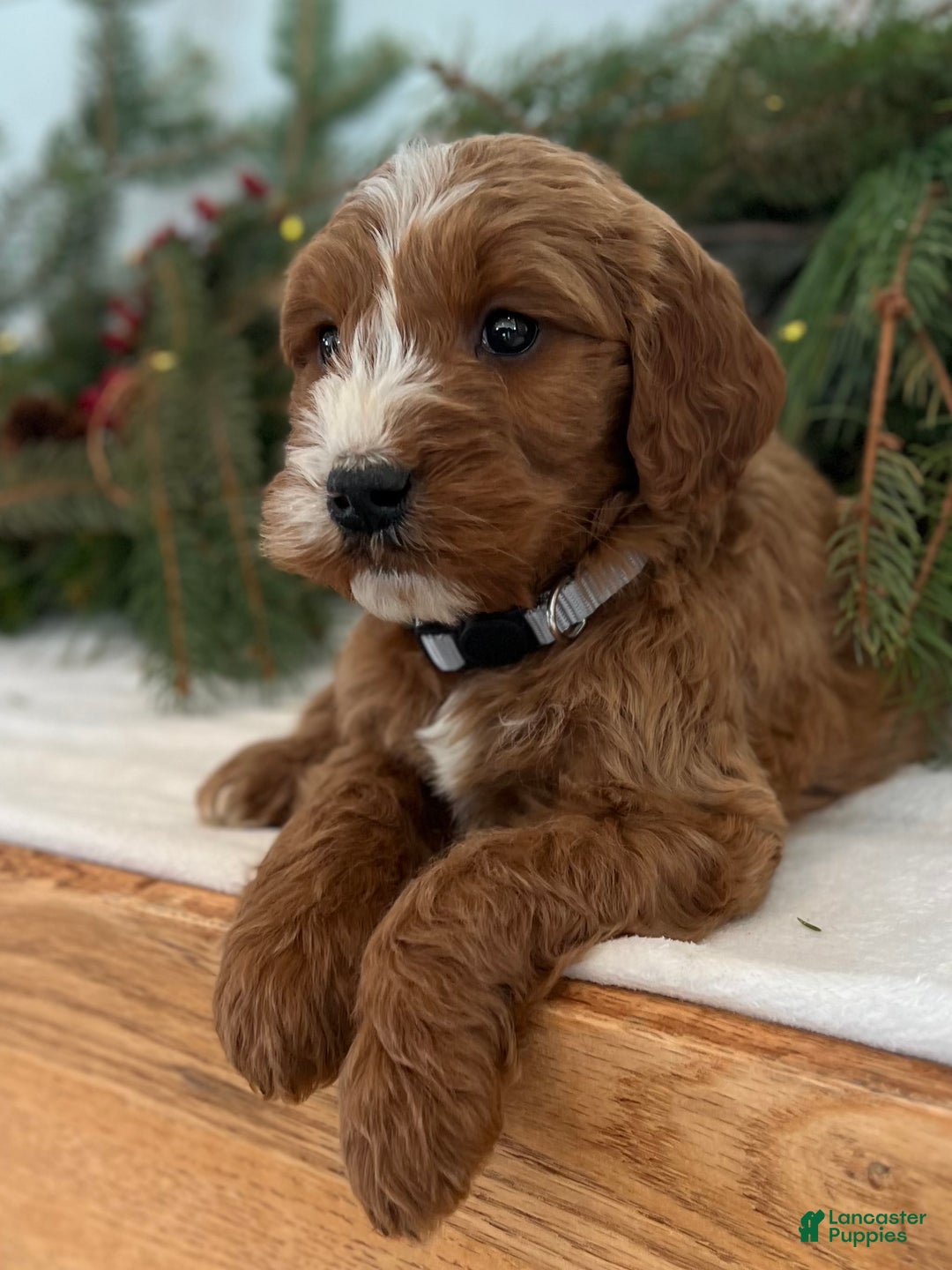 Irish Doodle dogs for sale: Asher - Ad 20