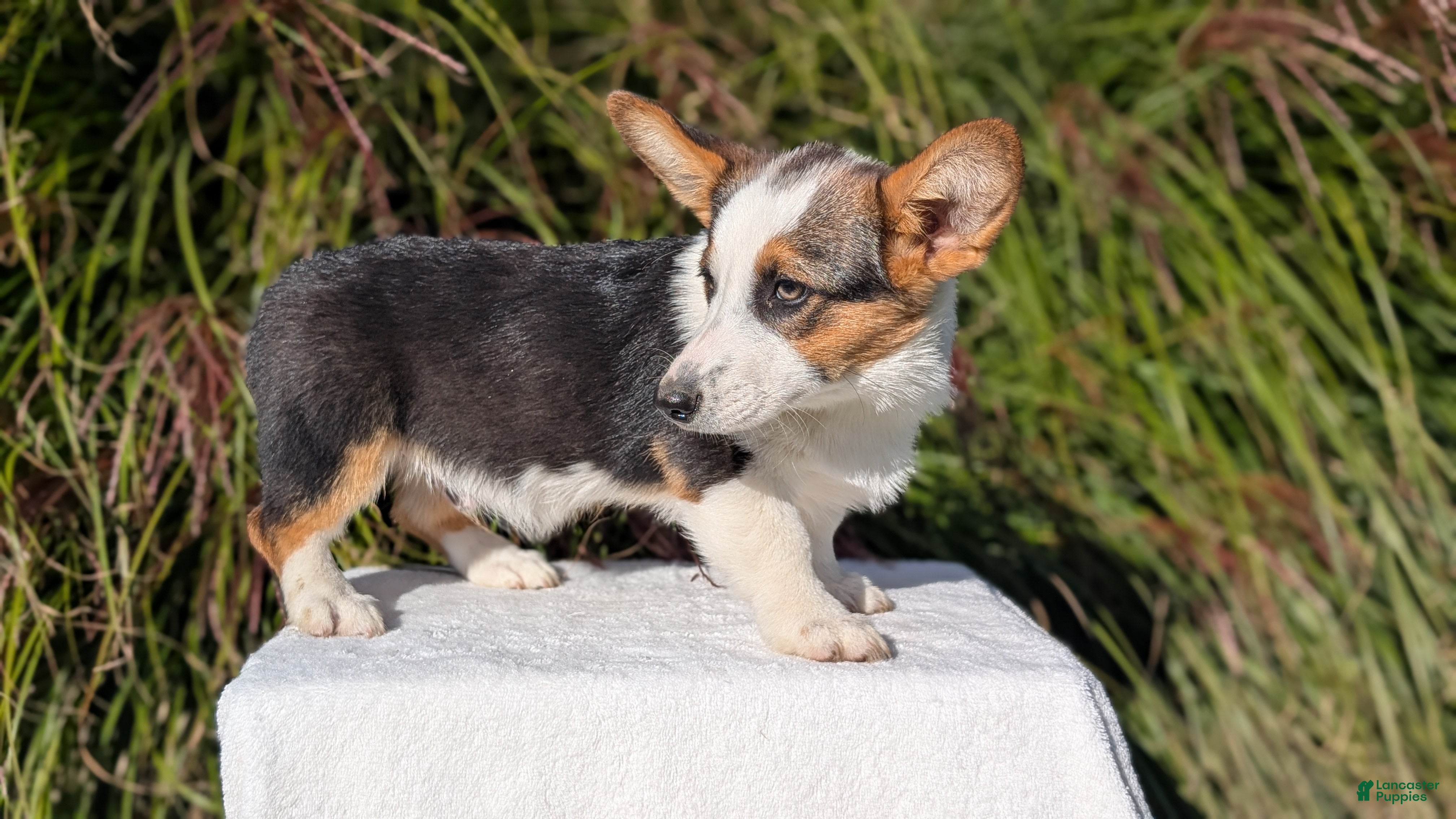 Welsh Corgi Pembroke dogs Logan - Ad 2