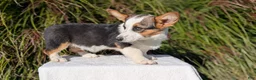 Welsh Corgi Pembroke dogs for sale: Logan - Ad 2