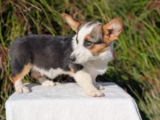 Welsh Corgi Pembroke dogs Logan - Ad 2