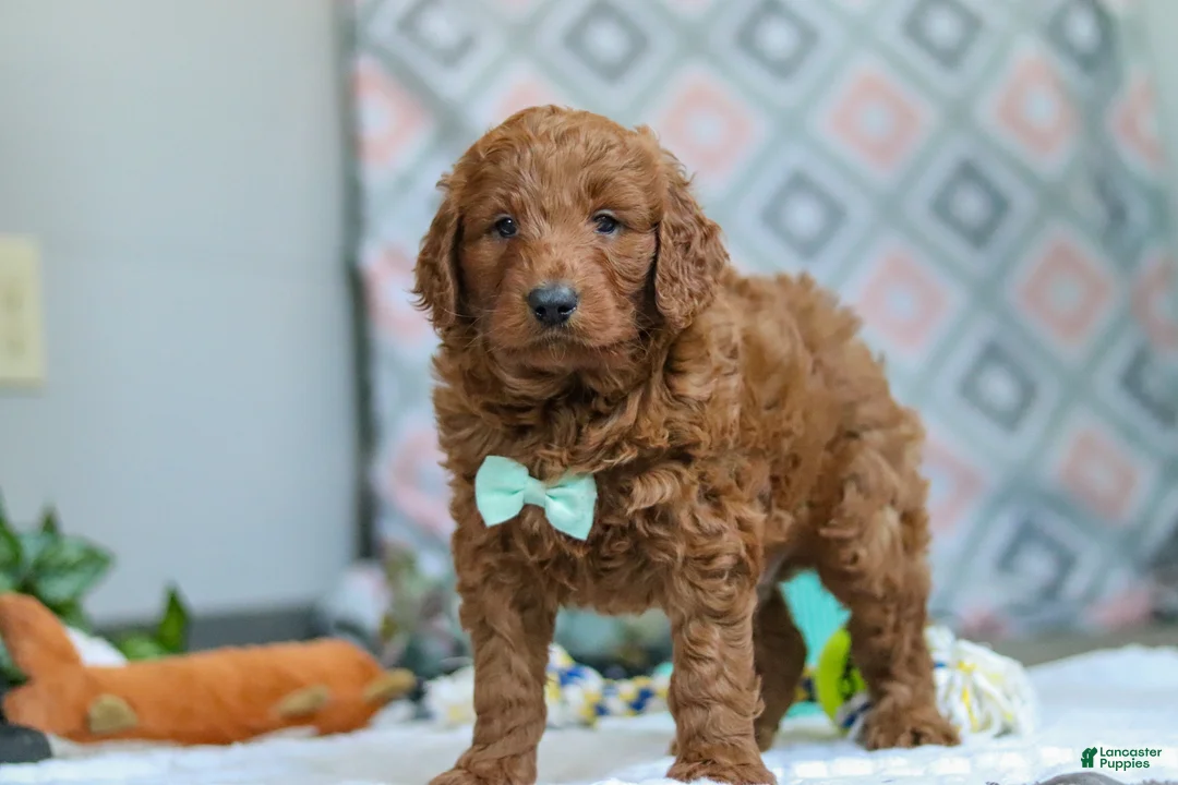 Goldendoodle dogs for sale: Teddy - Ad 3