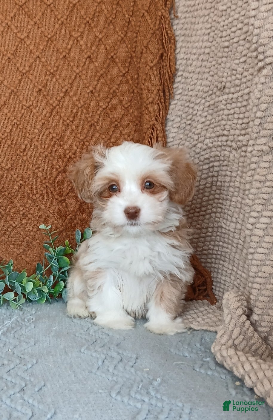 Havanese dogs Josie  - Ad 20