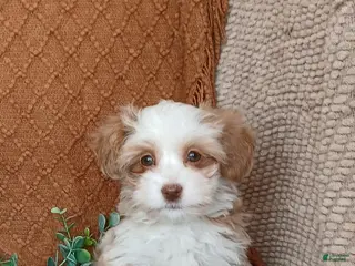 Havanese dogs Josie - Ad 20