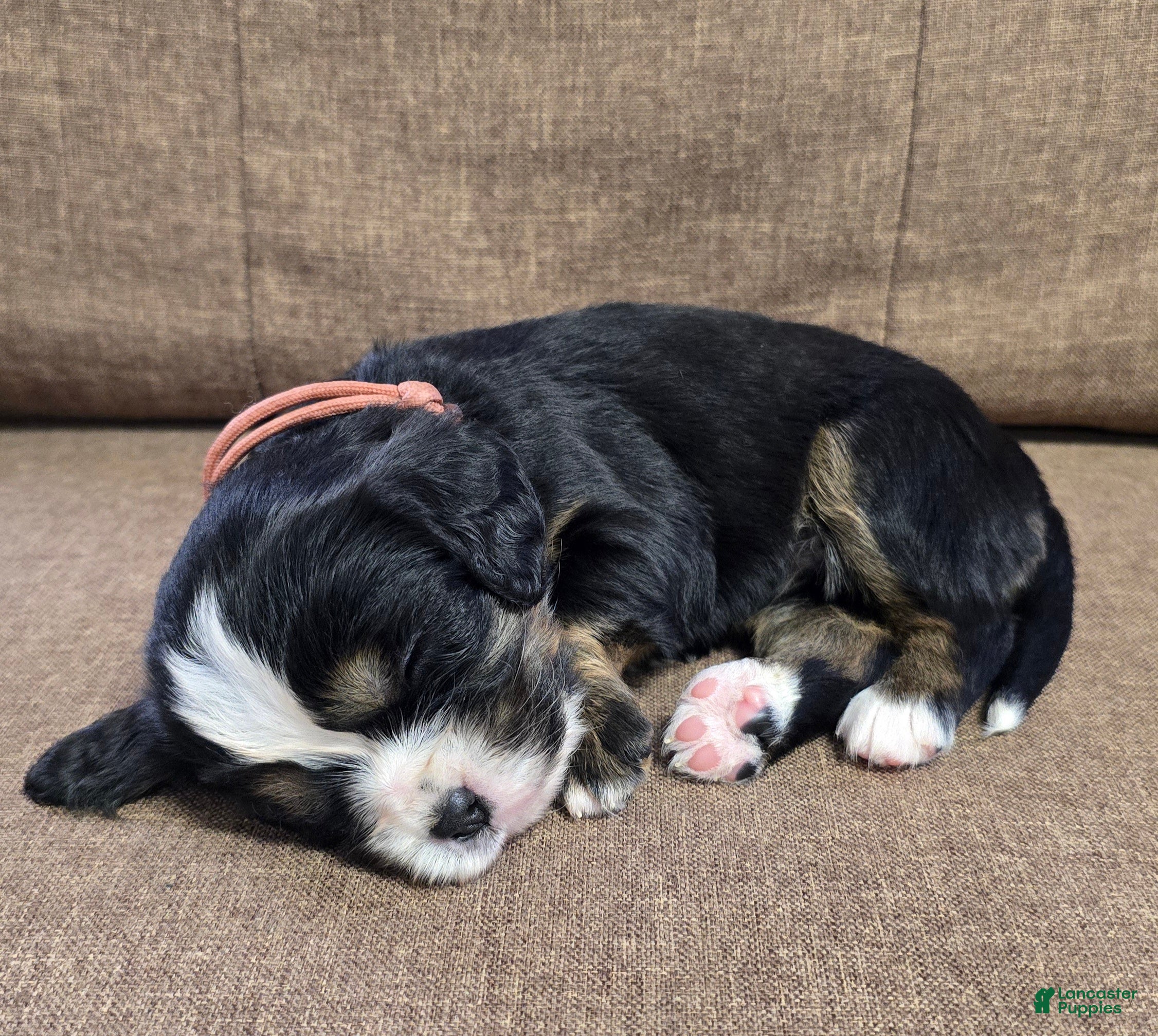 Miniature Bernese Mountain Dog dogs Lisbon  - Ad 1