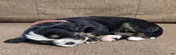 Miniature Bernese Mountain Dog dogs for sale: Lisbon  - Ad 6