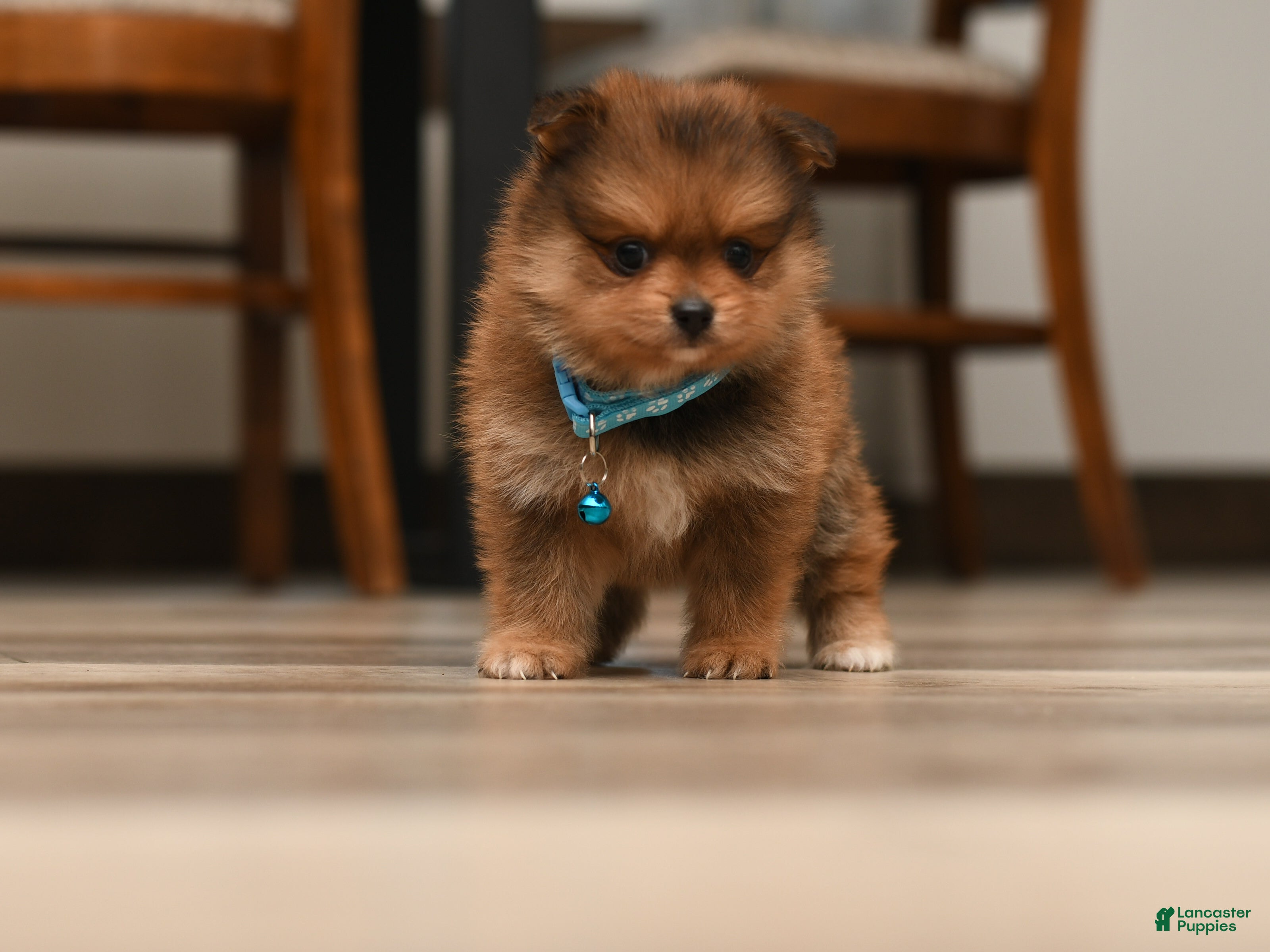 Pomeranian dogs Theo - Ad 1