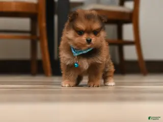 Pomeranian dogs for sale: Theo - Ad 2