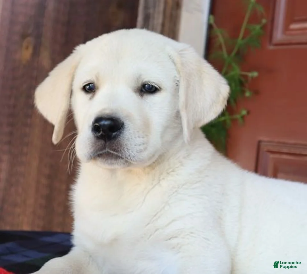 Labrador Retriever dogs for sale: Axel - champion lines - Ad 2
