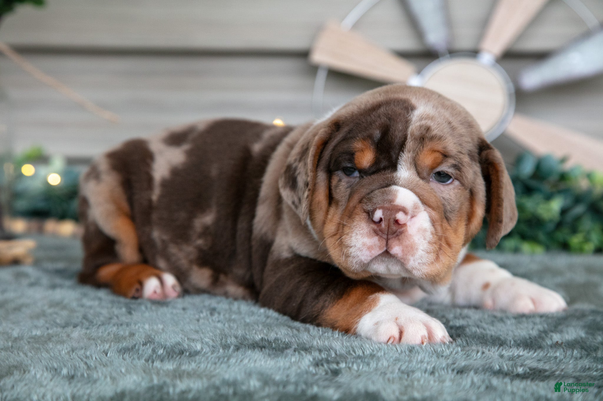 Beabull dogs Sarge - Ad 13