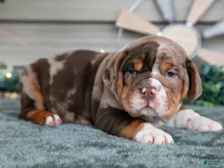 Beabull dogs Sarge - Ad 13