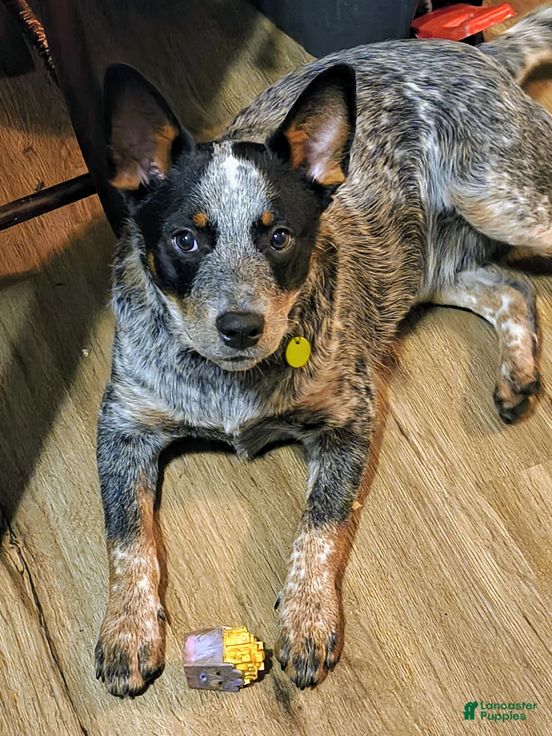 Australian Cattle Dog dogs for stud: Anubis, Male Blue Heeler for stud  - Ad 1